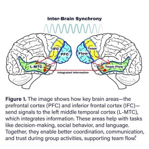 Graph showing inter-brain synchrony 